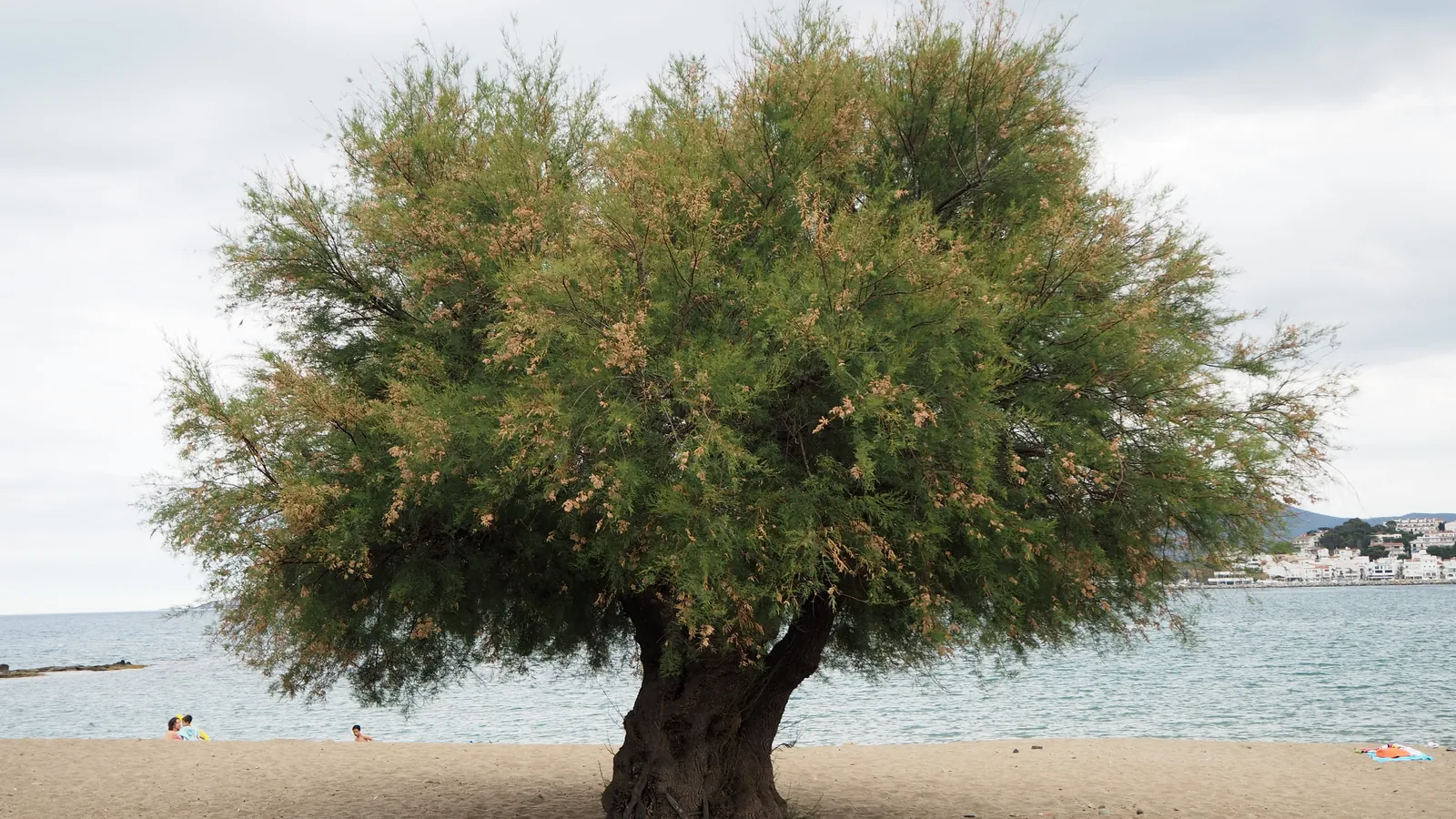 Grifeu, Llançà, Spain - Blue Flag beach